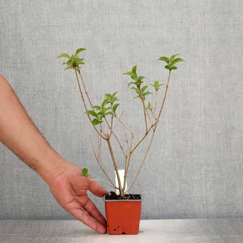 Exemplar von Ungarischer Flieder - Syringa josikae Kleine Töpfe von 8/9 cm wie im Sommer geliefert