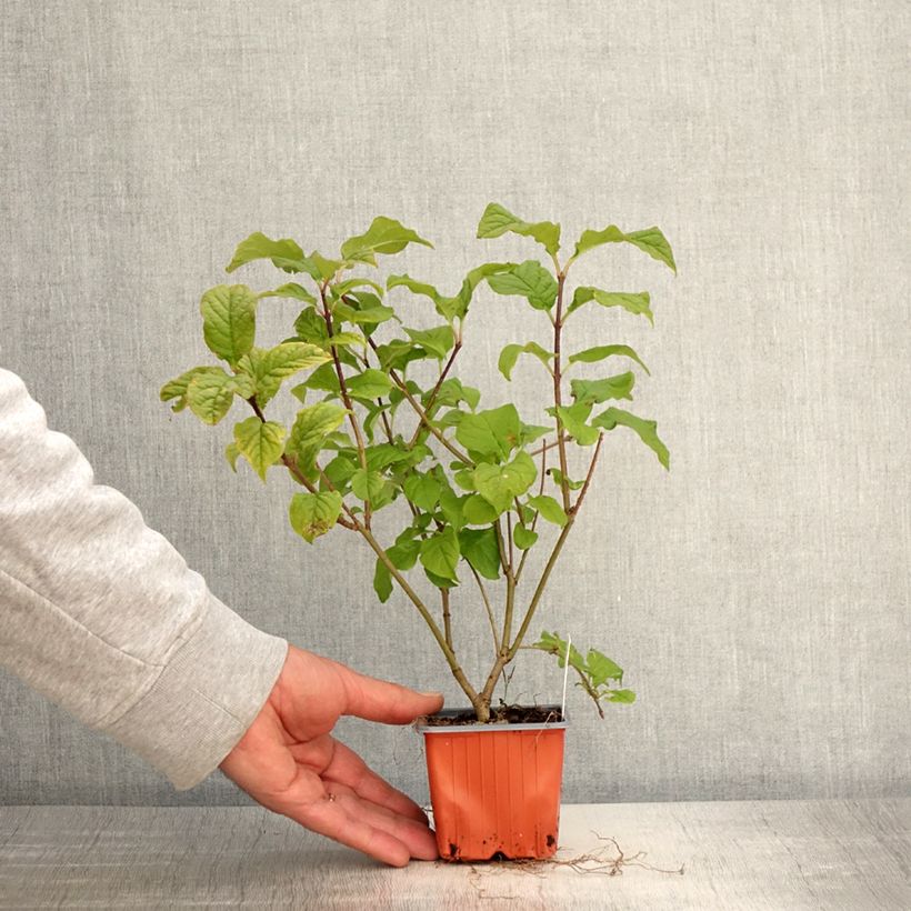 Exemplar von Ungarischer Flieder - Syringa josikae Kleine Töpfe von 8/9 cm wie im Frühjahr geliefert