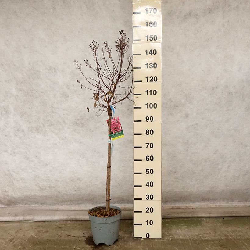 Exemplar von Chinesische Kräuselmyrte Berry Dazzle - Lagerstroemia Topf mit 7,5L/10L wie im Herbst geliefert
