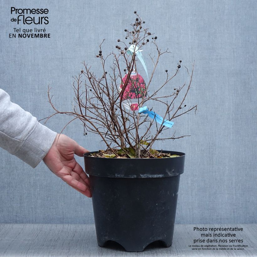 Exemplar von Chinesische Kräuselmyrte Berry Dazzle - Lagerstroemia Topf mit 7,5L/10L wie im Herbst geliefert