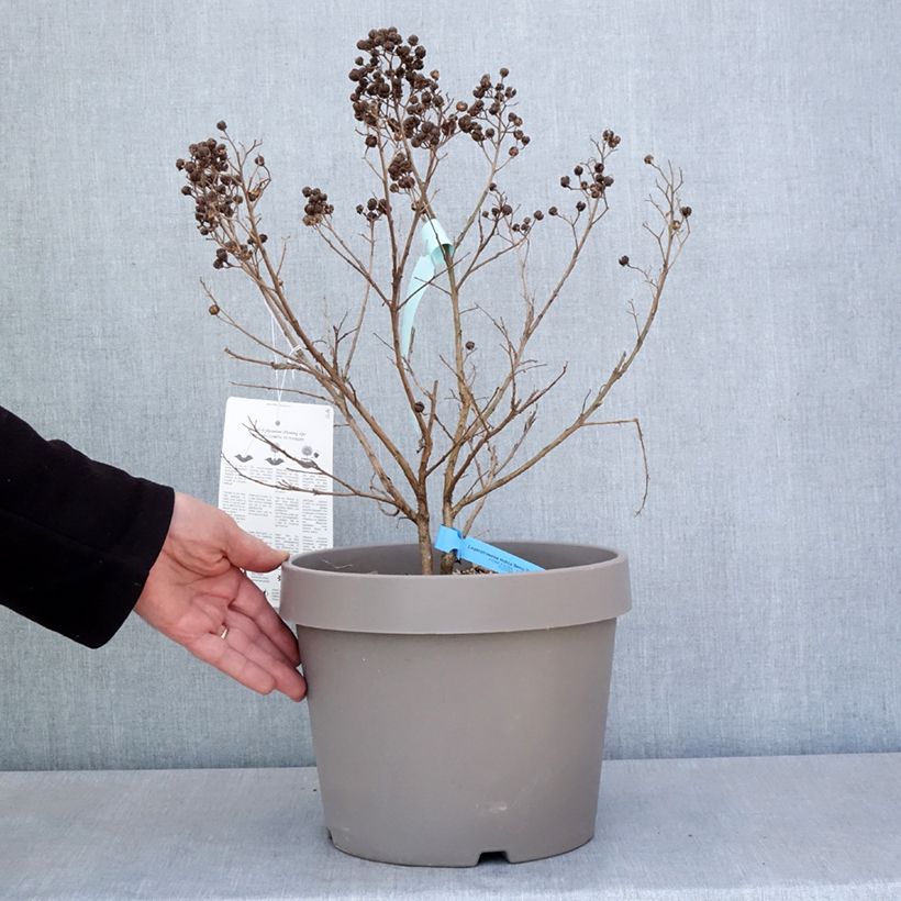 Exemplar von Chinesische Kräuselmyrte Berry Dazzle - Lagerstroemia Topf mit 7,5L/10L wie im Frühjahr geliefert