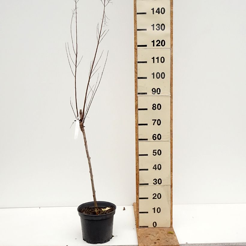 Exemplar von Chinesische Kräuselmyrte Black Solitaire Best Red - Lagerstroemia Topf mit 7,5L/10L wie im Herbst geliefert