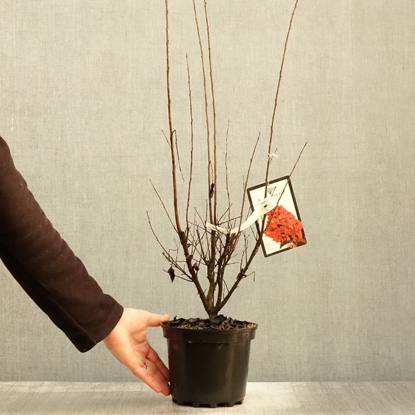 Exemplar von Chinesische Kräuselmyrte Black Solitaire Best Red - Lagerstroemia Topf mit 3L/4L wie im Herbst geliefert