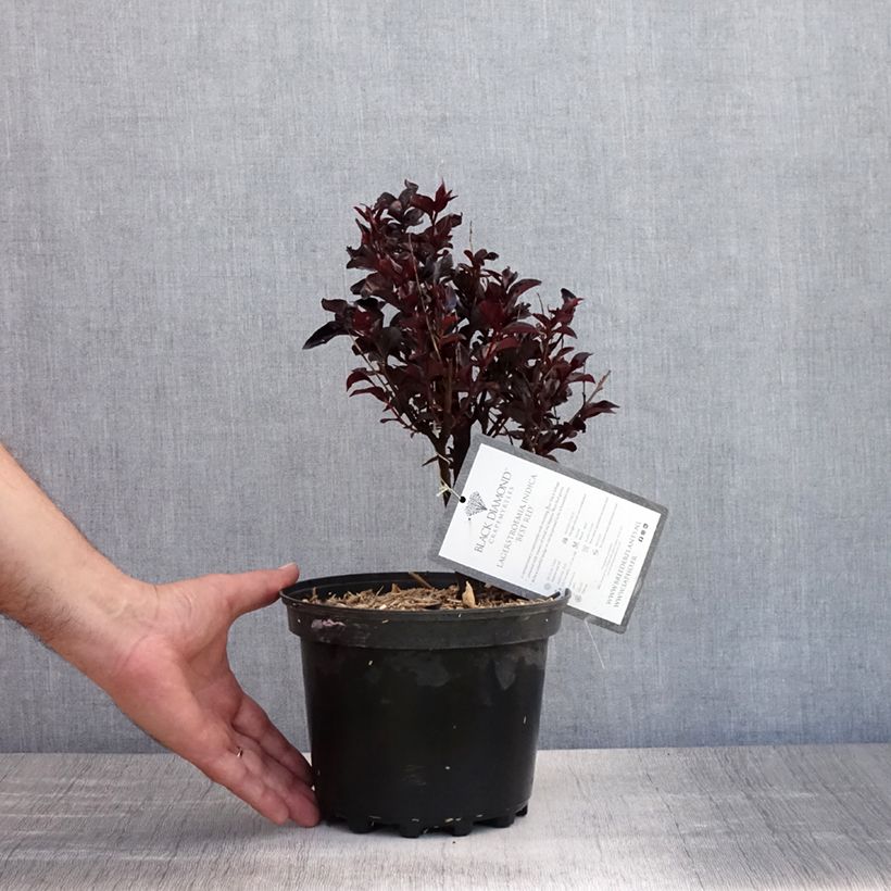 Exemplar von Chinesische Kräuselmyrte Black Solitaire Best Red - Lagerstroemia Topf mit 3L/4L, Strauch wie im Sommer geliefert