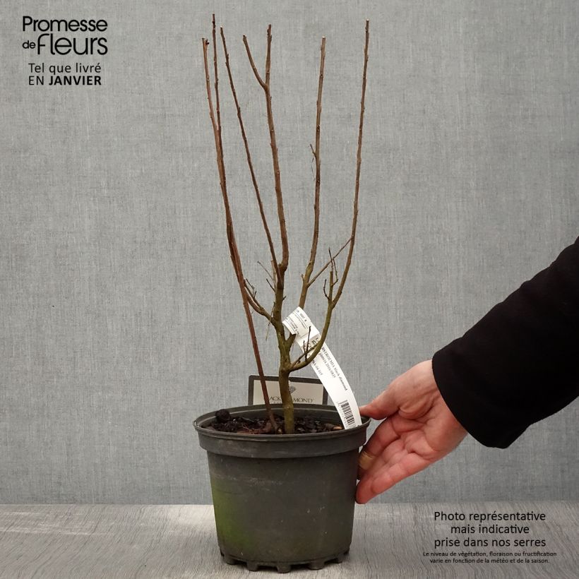 Exemplar von Chinesische Kräuselmyrte Black Solitaire Best Red - Lagerstroemia Topf mit 3L/4L wie im Winter geliefert