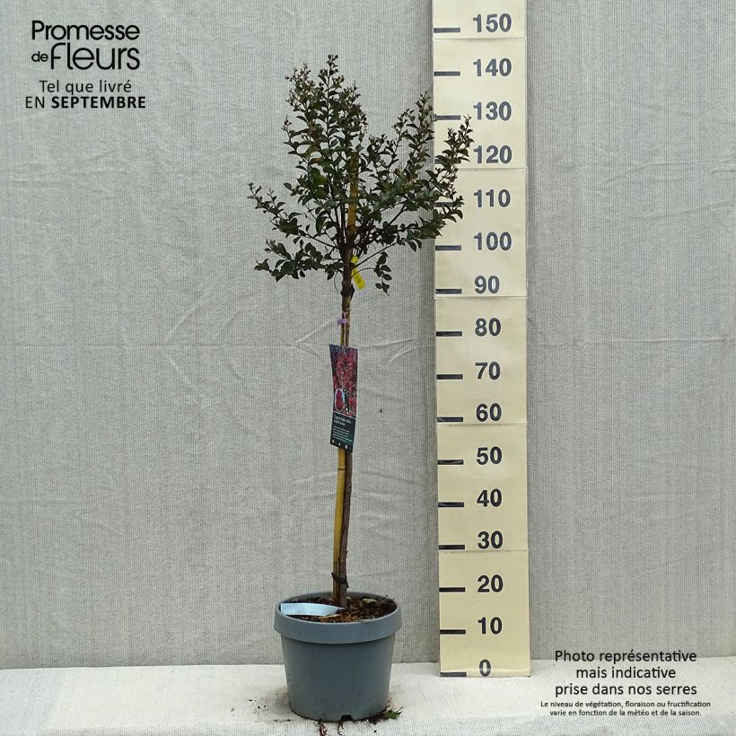 Exemplar von Chinesische Kräuselmyrte Play It Again Double Feature - Lagerstroemia Topf mit 7,5L/10L wie im Herbst geliefert