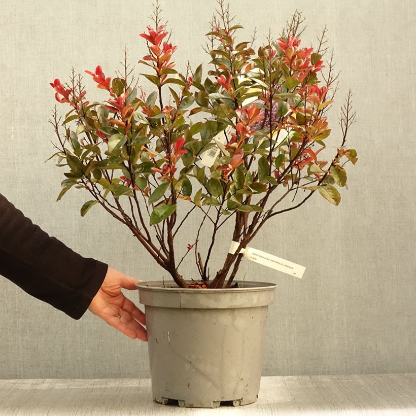 Exemplar von Chinesische Kräuselmyrte Enduring Lavender - Lagerstroemia Topf mit 7,5L/10L wie im Herbst geliefert