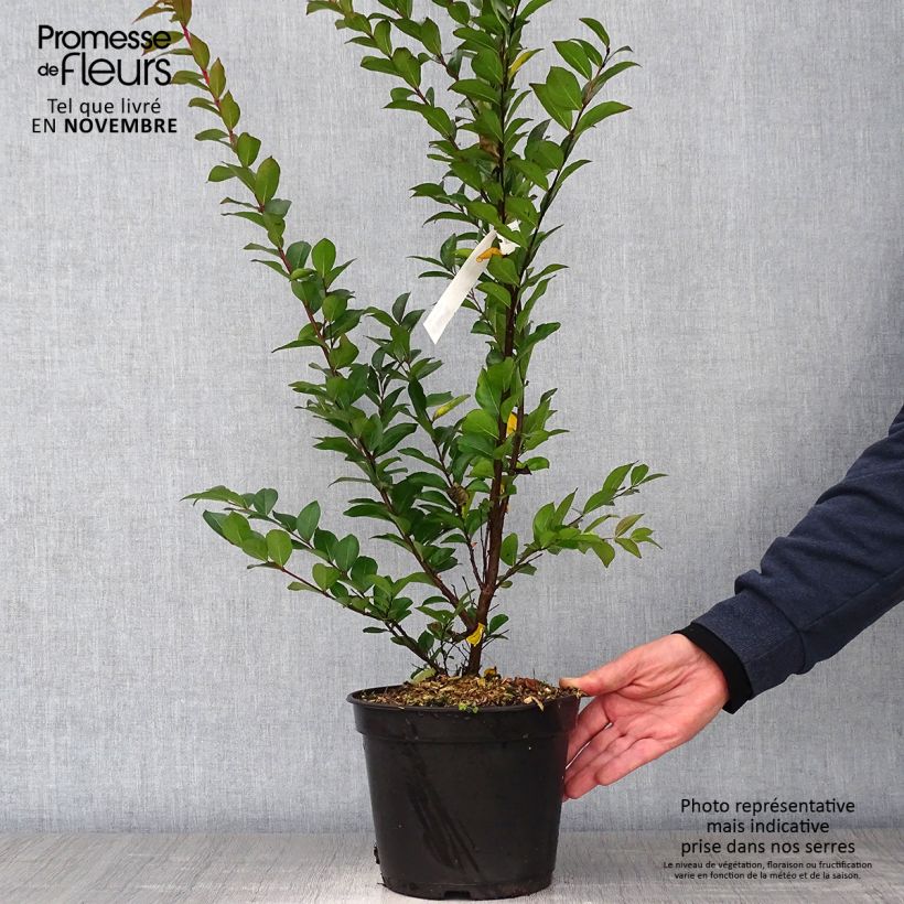 Exemplar von Chinesische Kräuselmyrte Enduring Red - Lagerstroemia Topf mit 3L/4L wie im Herbst geliefert