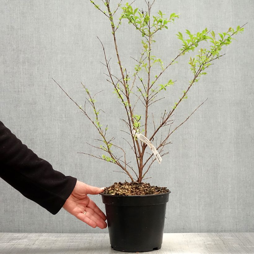 Exemplar von Chinesische Kräuselmyrte Enduring Red - Lagerstroemia Topf mit 3L/4L wie im Frühjahr geliefert