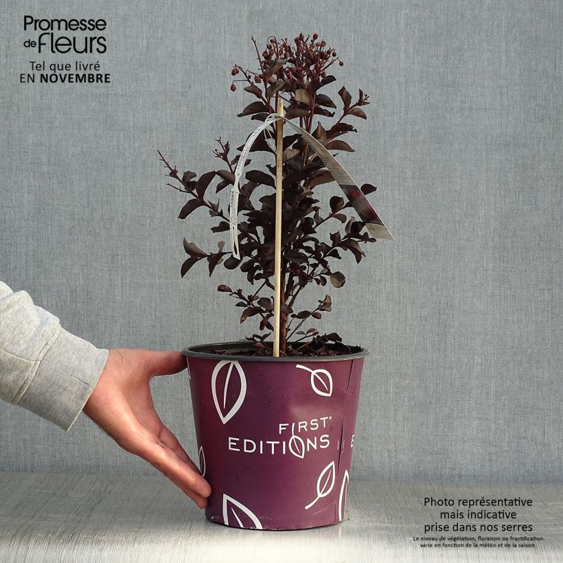 Exemplar von Chinesische Kräuselmyrte Midnight Magic - Lagerstroemia Topf mit 3L/4L wie im Herbst geliefert