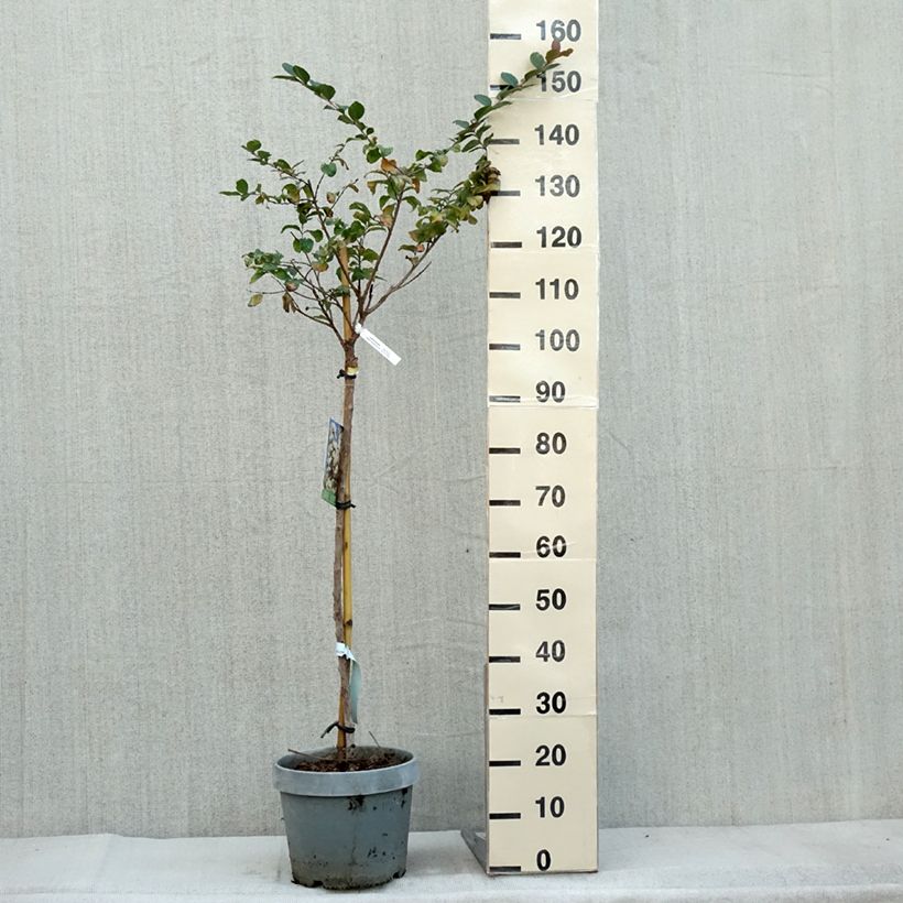 Exemplar von Chinesische Kräuselmyrte White Chocolate - Lagerstroemia Topf mit 7,5L/10L wie im Herbst geliefert