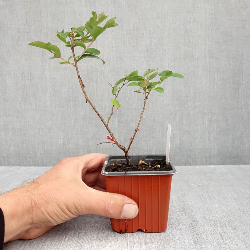 Exemplar von Chinesische Kräuselmyrte With Love Babe - Lagerstroemia Kleine Töpfe von 8/9 cm wie im Herbst geliefert