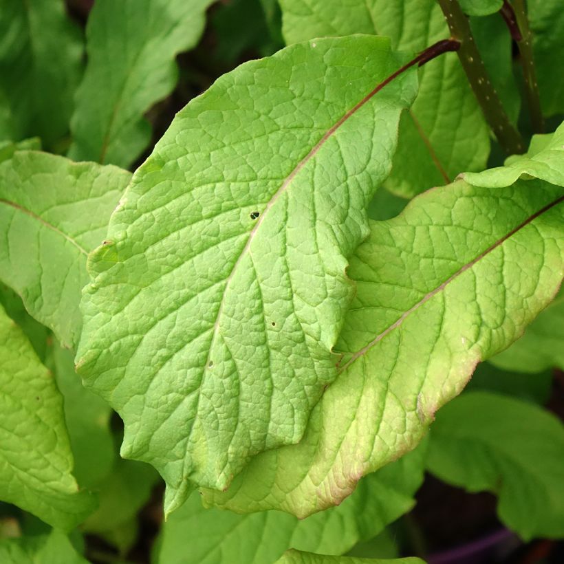 Zwerg-Duftflieder Pinktini™ - Syringa x prestoniae (Laub)