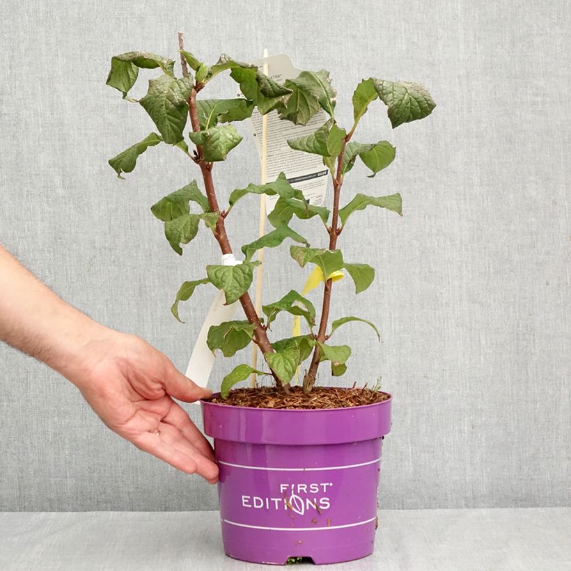 Exemplar von Zwerg-Duftflieder Pinktini™ - Syringa x prestoniae Topf mit 3L/4L wie im Herbst geliefert