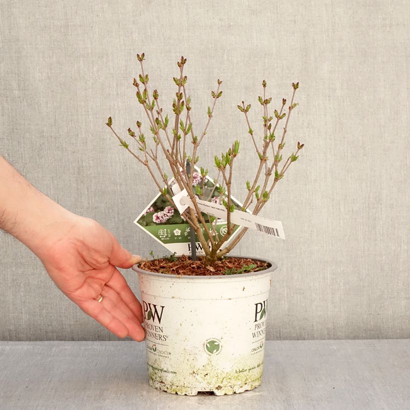 Exemplar von Syringa Baby Kim - Zwerg-Duftflieder Topf mit 3L/4L wie im Winter geliefert