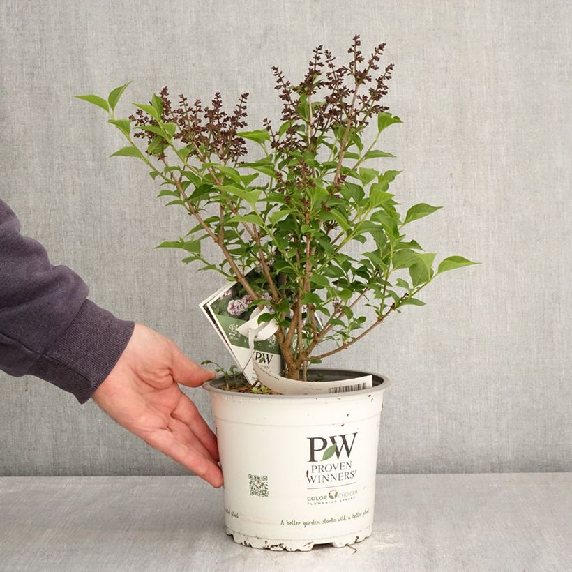 Exemplar von Syringa Baby Kim - Zwerg-Duftflieder Topf mit 3L/4L wie im Frühjahr geliefert