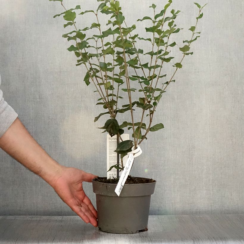 Exemplar von Zwerg-Duftflieder Flowerfesta Purple - Syringa meyeri Topf mit 3L/4L wie im Herbst geliefert