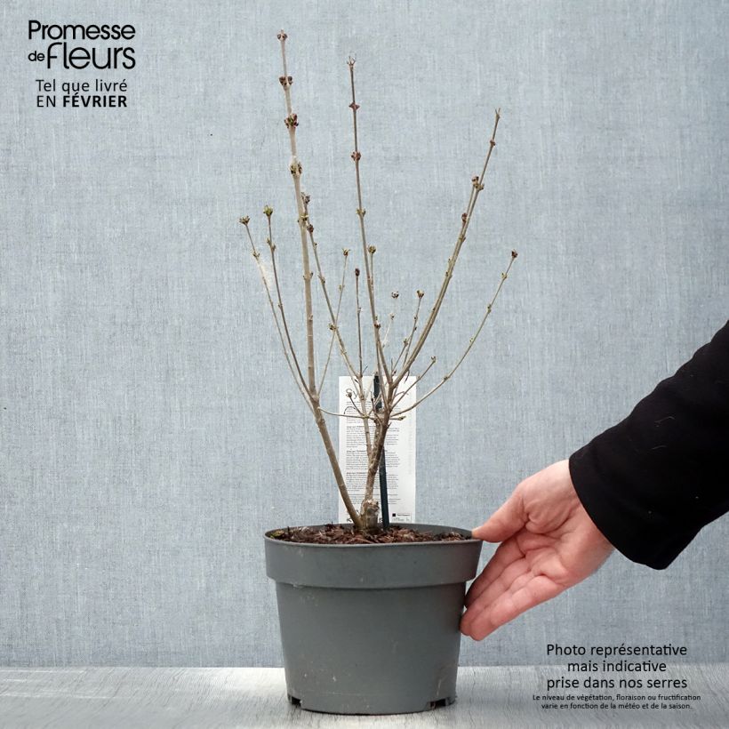 Exemplar von Zwerg-Duftflieder Flowerfesta Purple - Syringa meyeri Topf mit 3L/4L wie im Winter geliefert