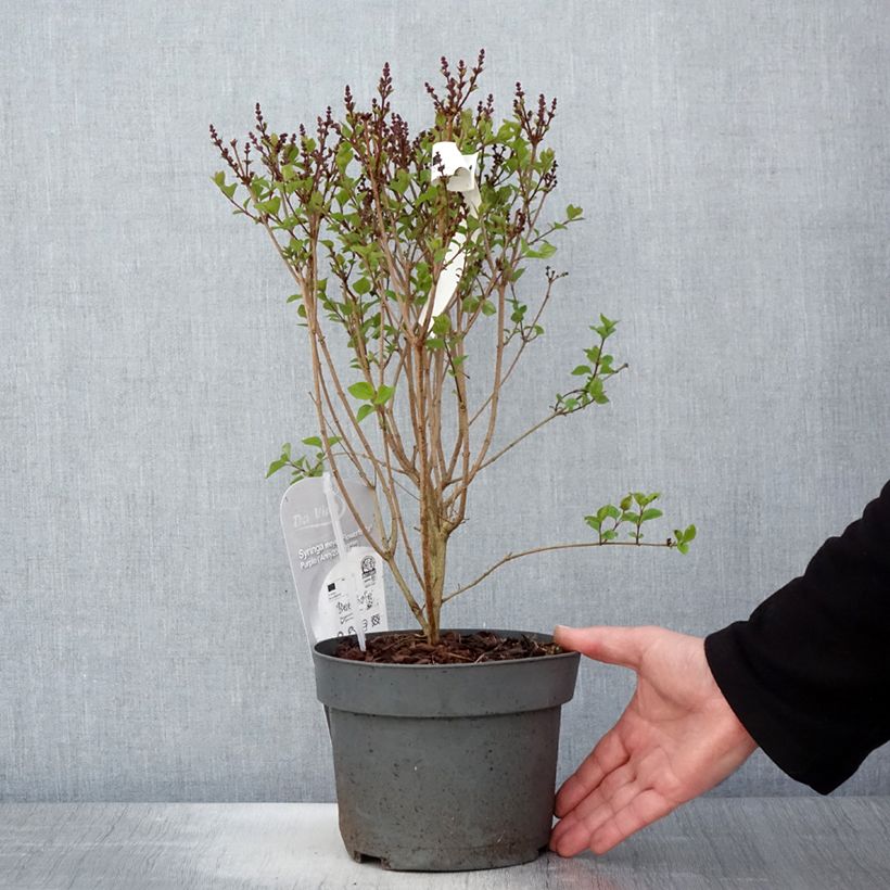 Exemplar von Zwerg-Duftflieder Flowerfesta Purple - Syringa meyeri Topf mit 3L/4L wie im Frühjahr geliefert