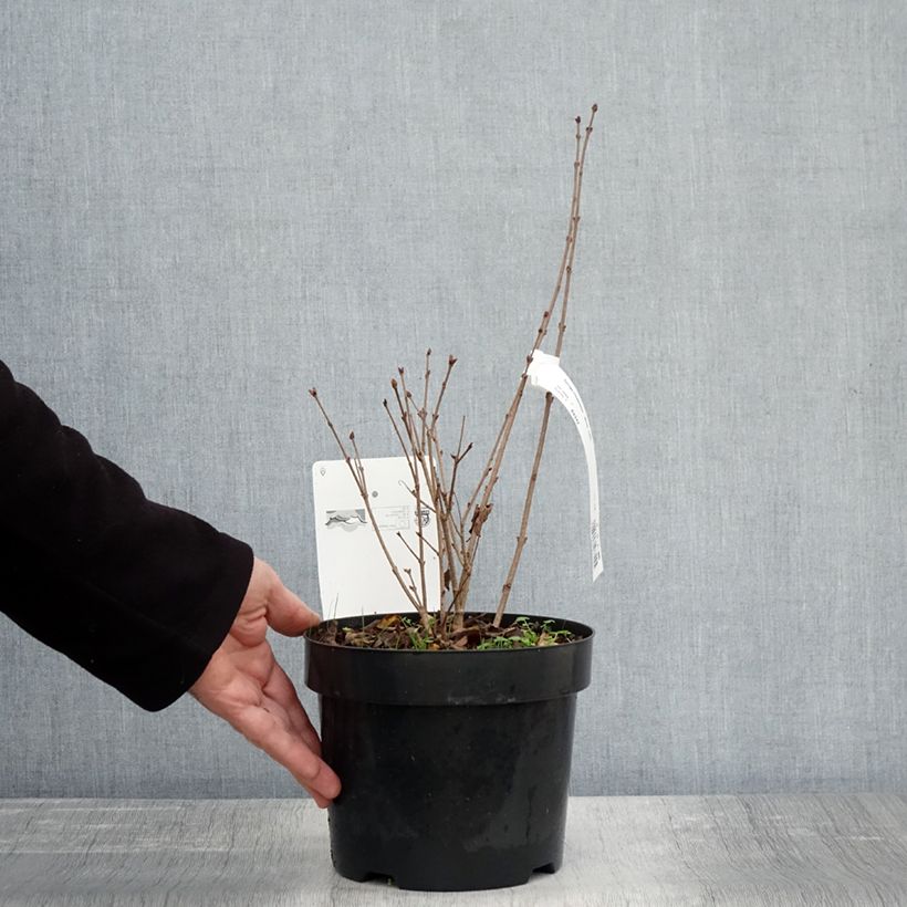 Exemplar von Zwerg-Duftflieder Flowerfesta White - Syringa meyeri Topf mit 3L/4L wie im Herbst geliefert