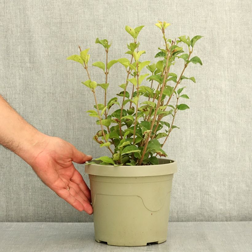 Exemplar von Zwerg-Duftflieder Little Rosie - Syringa meyeri Topf mit 3L/4L wie im Sommer geliefert