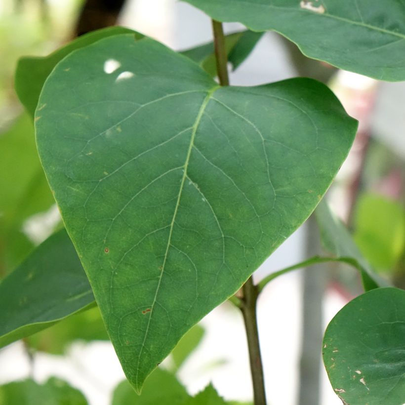 Edelflieder Sensation - Syringa vulgaris (Laub)