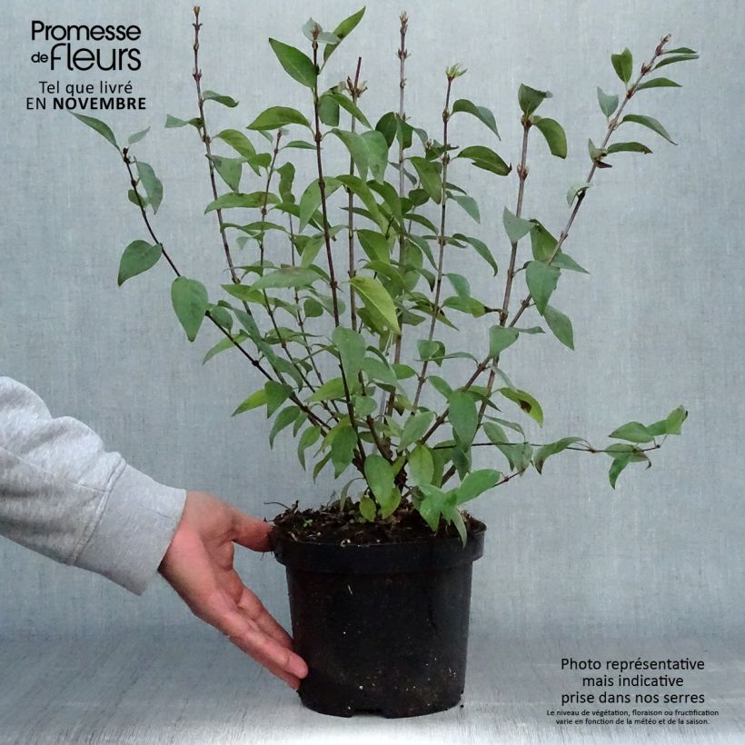Exemplar von Chinesischer Flieder Saugeana - Syringa chinensis Topf mit 2L/3L wie im Herbst geliefert