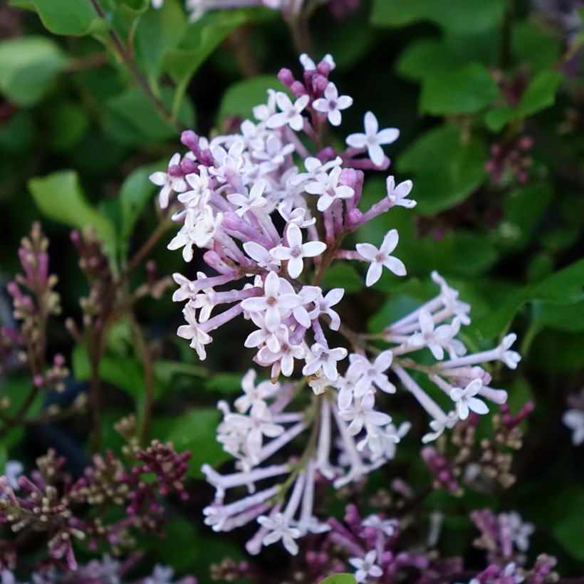 Zwerg-Duftflieder Palibin - Syringa meyeri (Blüte)