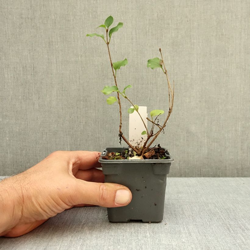 Exemplar von Zwerg-Duftflieder Palibin - Syringa meyeri Kleine Töpfe von 8/9 cm wie im Herbst geliefert