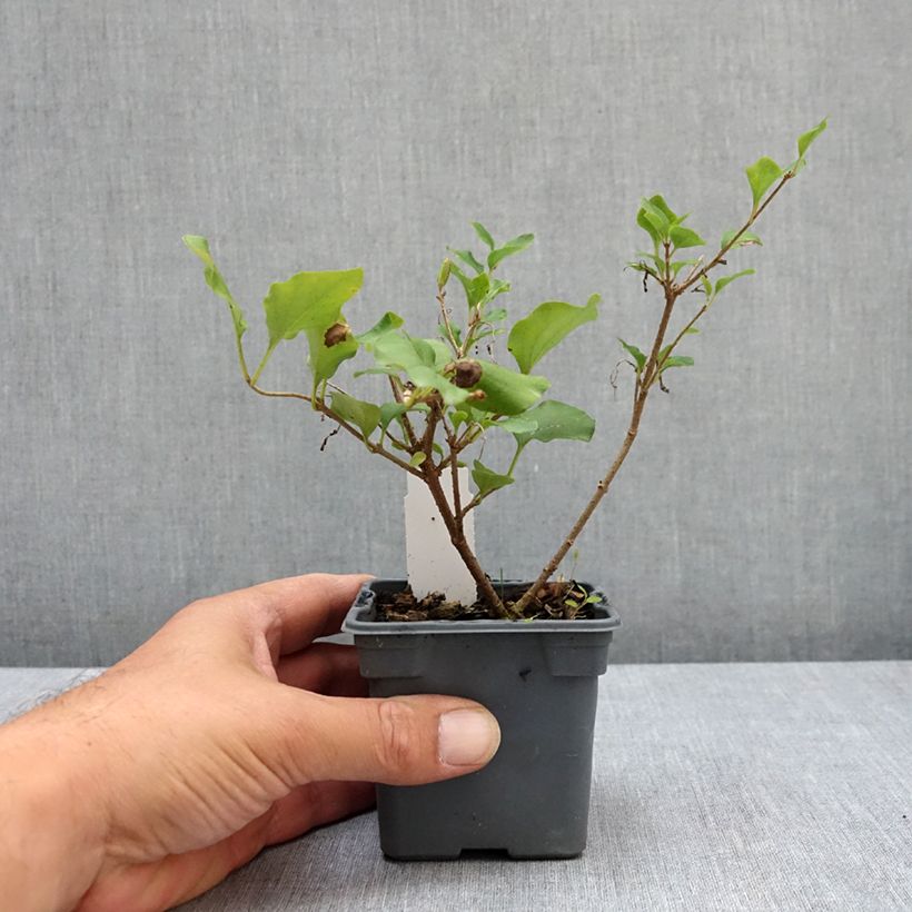 Exemplar von Zwerg-Duftflieder Palibin - Syringa meyeri Kleine Töpfe von 8/9 cm wie im Sommer geliefert