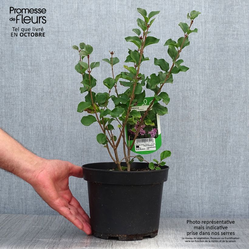 Exemplar von Zwerg-Duftflieder Palibin - Syringa meyeri Topf mit 2L/3L wie im Herbst geliefert