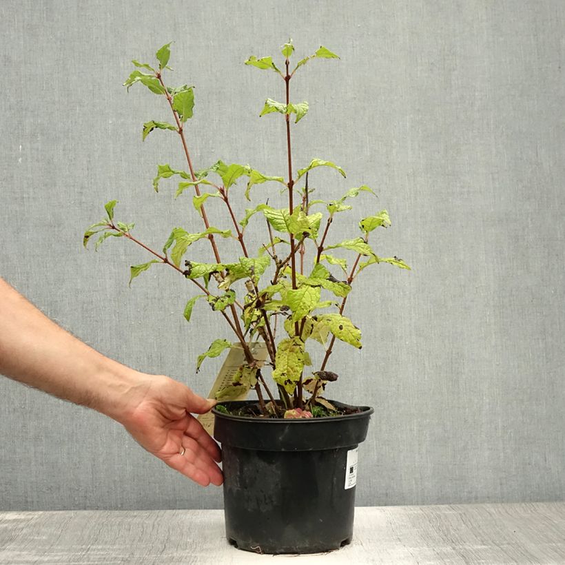 Exemplar von Zottiger Flieder Aurea - Syringa villosa Topf mit 4L/5L wie im Sommer geliefert