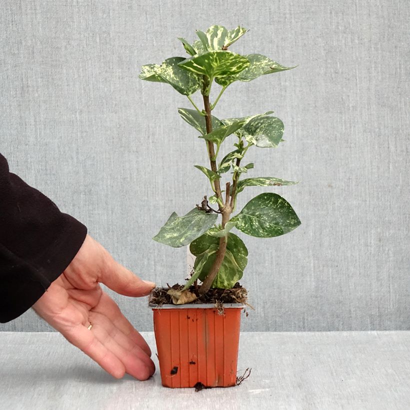 Exemplar von Edelflieder Aucubaefolia - Syringa Kleine Töpfe von 8/9 cm wie im Herbst geliefert