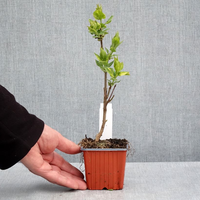 Exemplar von Edelflieder Aucubaefolia - Syringa Kleine Töpfe von 8/9 cm wie im Frühjahr geliefert