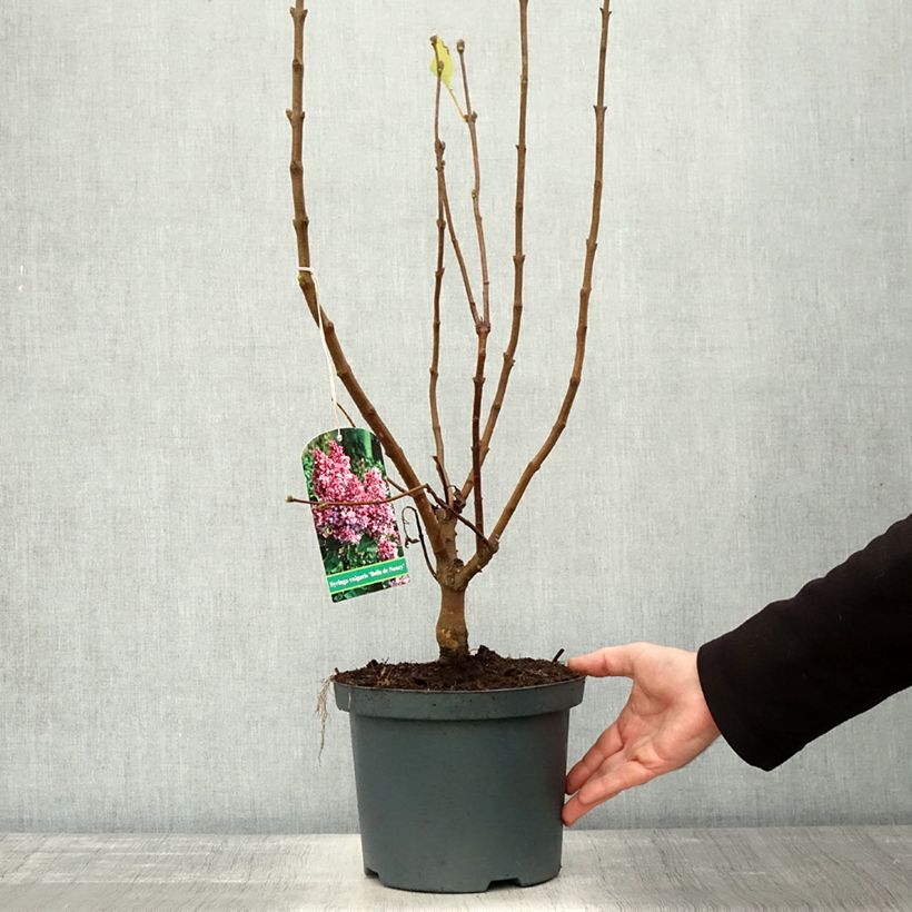 Exemplar von Edelflieder Belle de Nancy - Syringa vulgaris Topf mit 3L/4L wie im Herbst geliefert