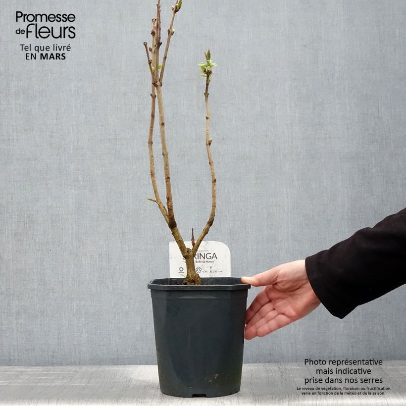 Exemplar von Edelflieder Belle de Nancy - Syringa vulgaris Topf mit 3L/4L wie im Frühjahr geliefert