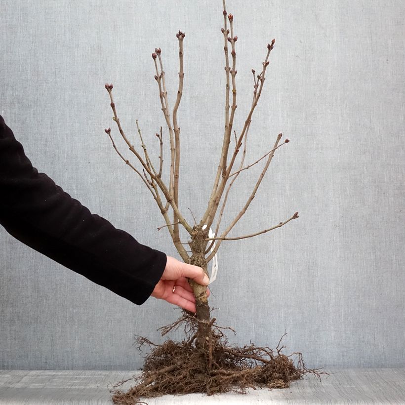 Exemplar von Edelflieder Belle de Nancy - Syringa vulgaris Wurzelnackt wie im Winter geliefert