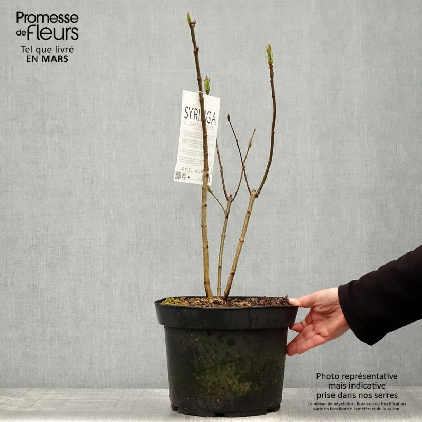 Exemplar von Edelflieder Charles Joly - Syringa vulgaris Topf mit 7,5L/10L wie im Frühjahr geliefert