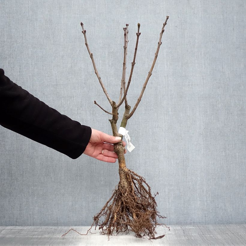 Exemplar von Edelflieder Charles Joly - Syringa vulgaris Wurzelnackt wie im Winter geliefert