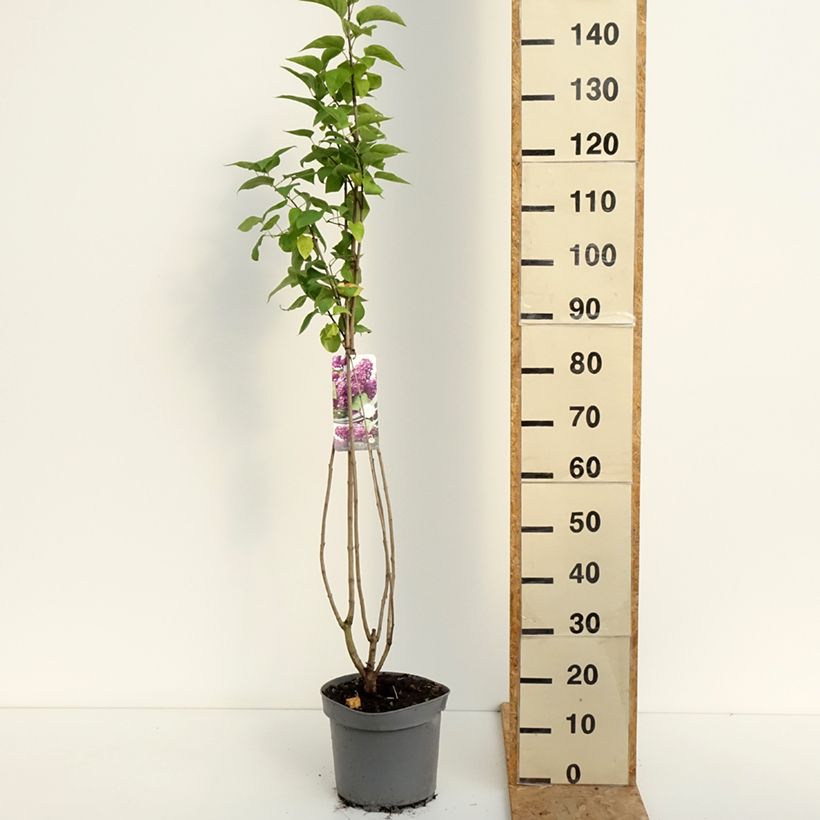 Exemplar von Edelflieder Charles Joly - Syringa vulgaris Topf mit 7,5L/10L wie im Sommer geliefert