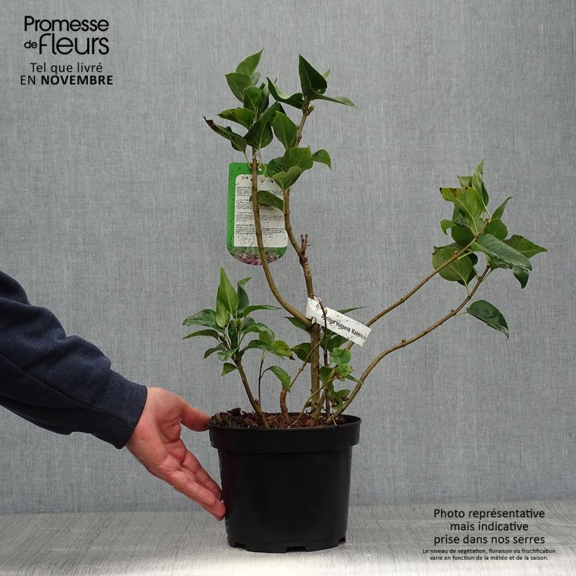 Exemplar von Edelflieder Katherine Havemeyer - Syringa vulgaris Topf mit 3L/4L wie im Herbst geliefert