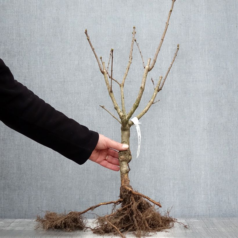 Exemplar von Edelflieder Katherine Havemeyer - Syringa vulgaris Wurzelnackt wie im Winter geliefert
