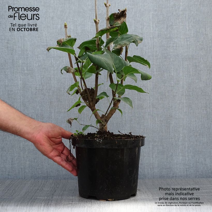 Exemplar von Edelflieder Michel Buchner - Syringa vulgaris Topf mit 4L/5L wie im Herbst geliefert