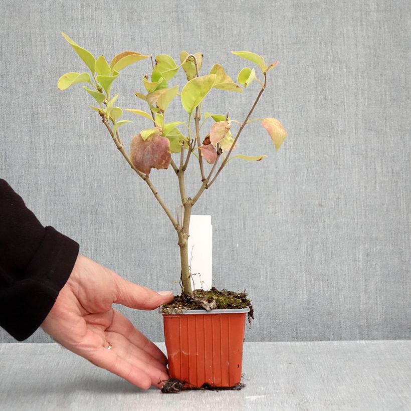 Exemplar von Edelflieder Nadezhda - Syringa vulgaris Kleine Töpfe von 8/9 cm wie im Herbst geliefert