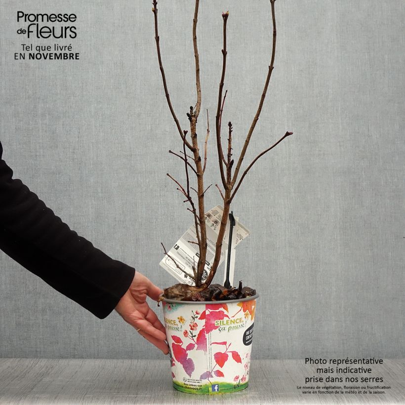Exemplar von Edelflieder Princesse Sturdza - Syringa vulgaris Topf mit 4L/5L wie im Herbst geliefert