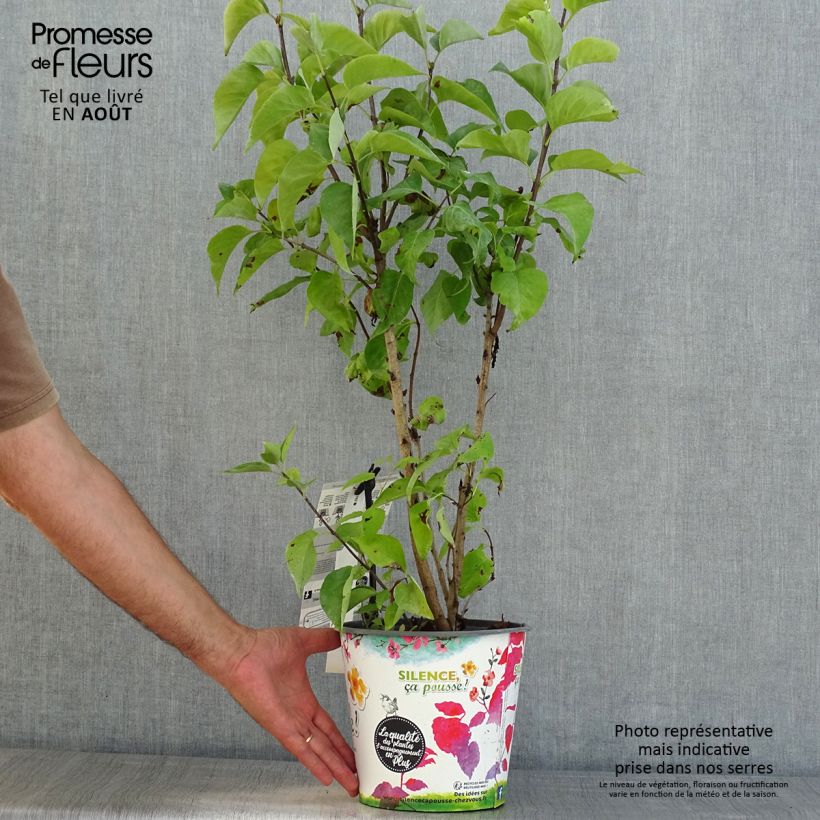 Exemplar von Edelflieder Princesse Sturdza - Syringa vulgaris Topf mit 4L/5L wie im Sommer geliefert