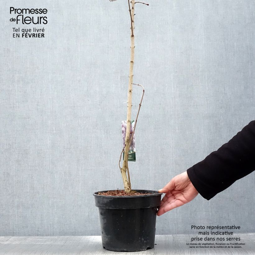 Exemplar von Edelflieder Princesse Sturdza - Syringa vulgaris Topf mit 4L/5L wie im Winter geliefert