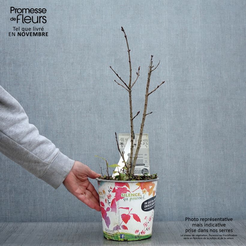 Exemplar von Edelflieder Souvenir de Louis Spaeth - Syringa vulgaris Topf mit 2L/3L wie im Herbst geliefert