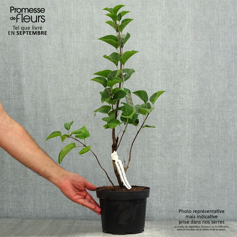 Exemplar von Edelflieder Souvenir de Louis Spaeth - Syringa vulgaris Topf mit 2L/3L, Strauch wie im Sommer geliefert