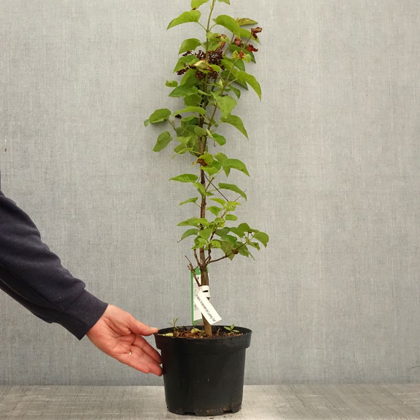 Exemplar von Edelflieder Souvenir de Louis Spaeth - Syringa vulgaris Topf mit 2L/3L, Strauch wie im Frühjahr geliefert